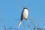 Loggerhead Shrike BdA Dec 2022